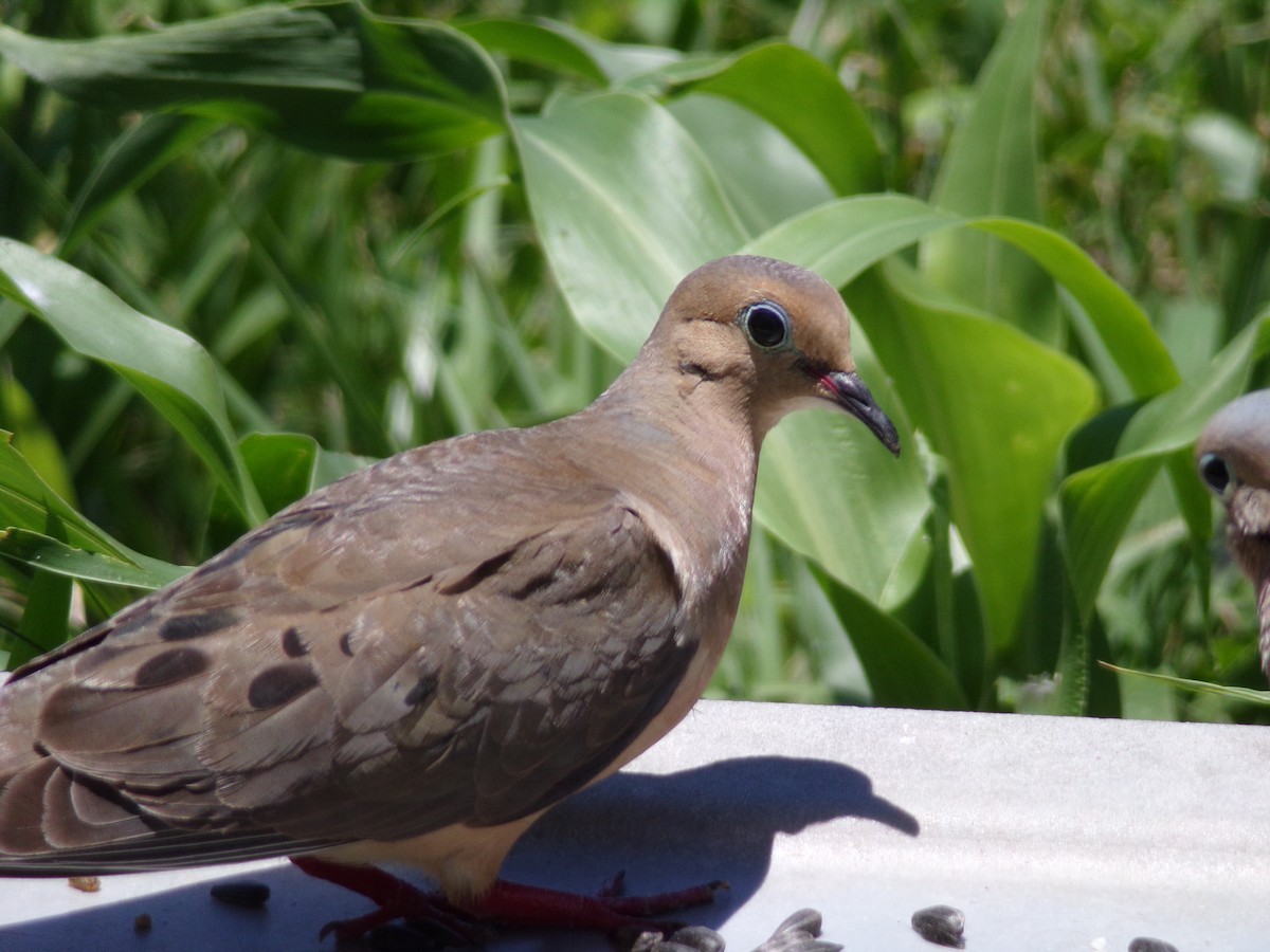 Mourning Dove - ML620108841