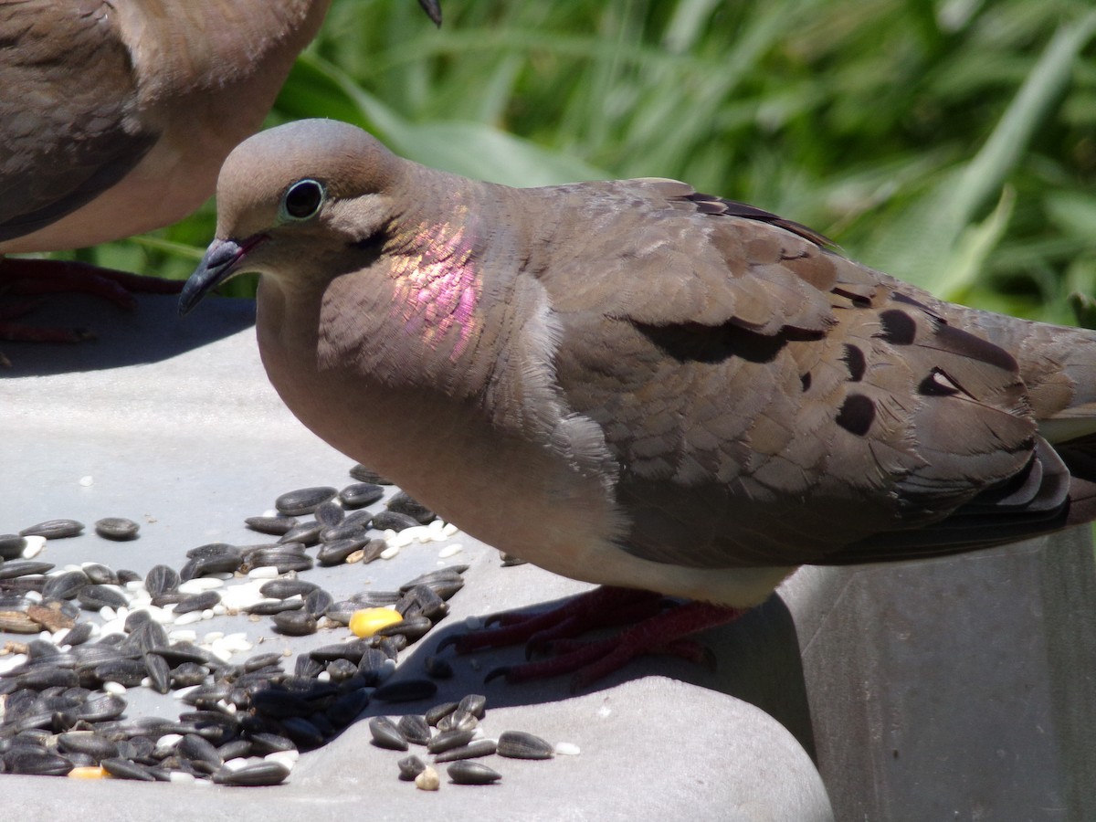 Mourning Dove - Texas Bird Family