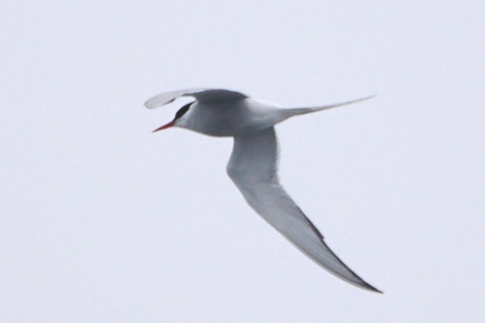 Arctic Tern - ML620108843