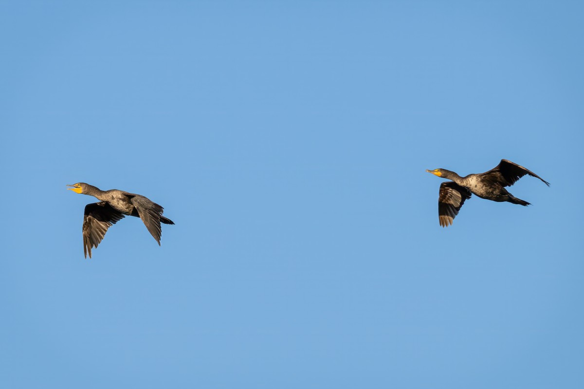 Double-crested Cormorant - ML620108844