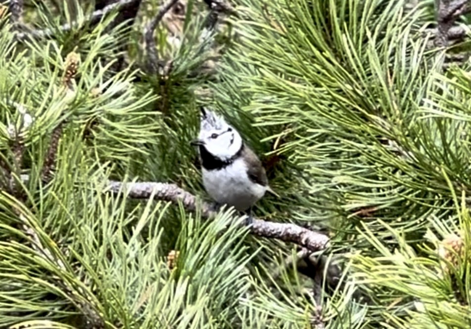 Crested Tit - ML620108856
