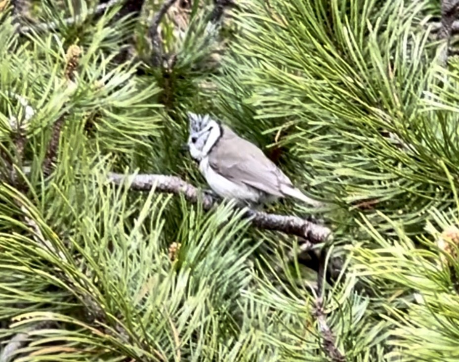 Crested Tit - ML620108857