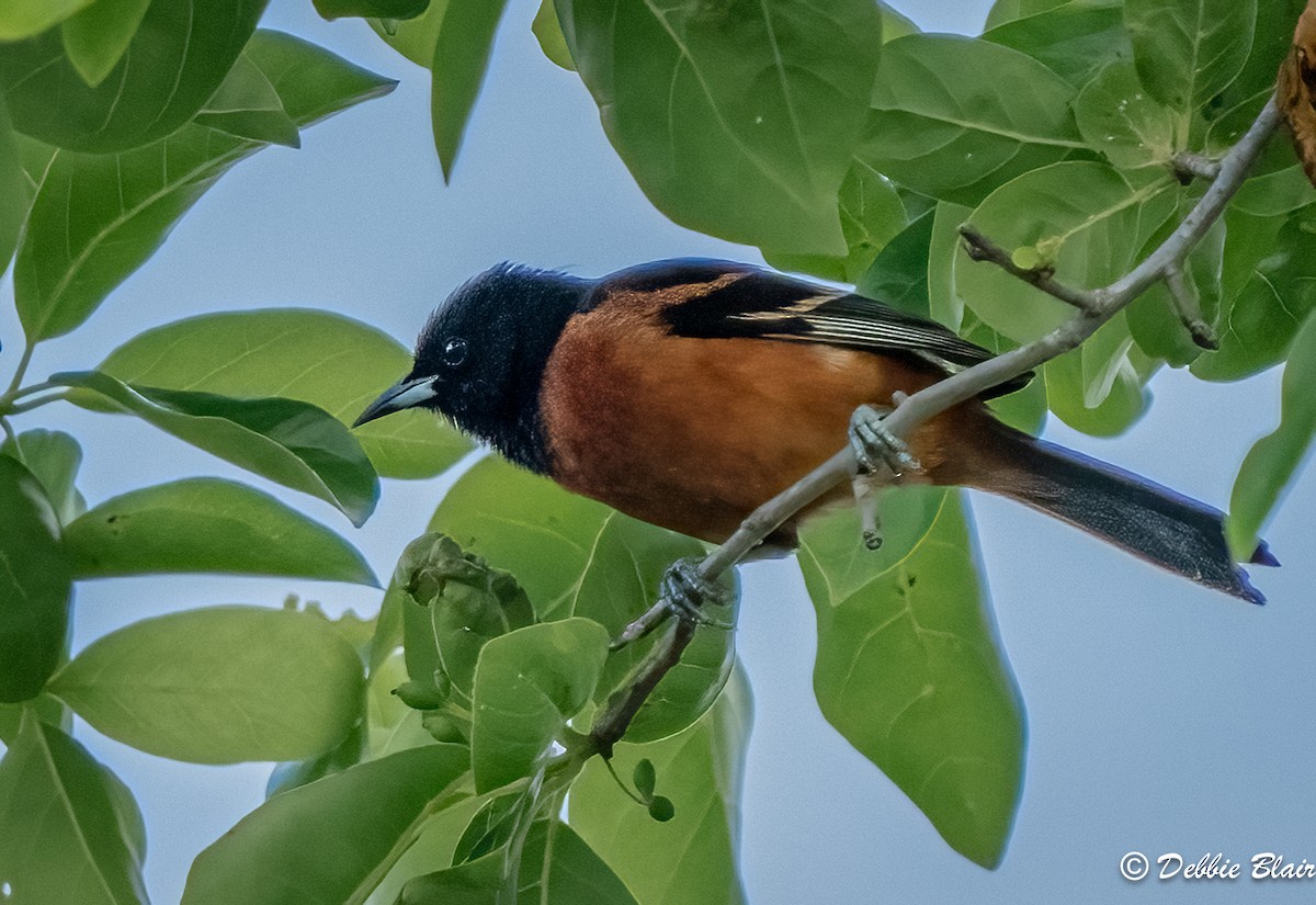 Orchard Oriole - ML620108890