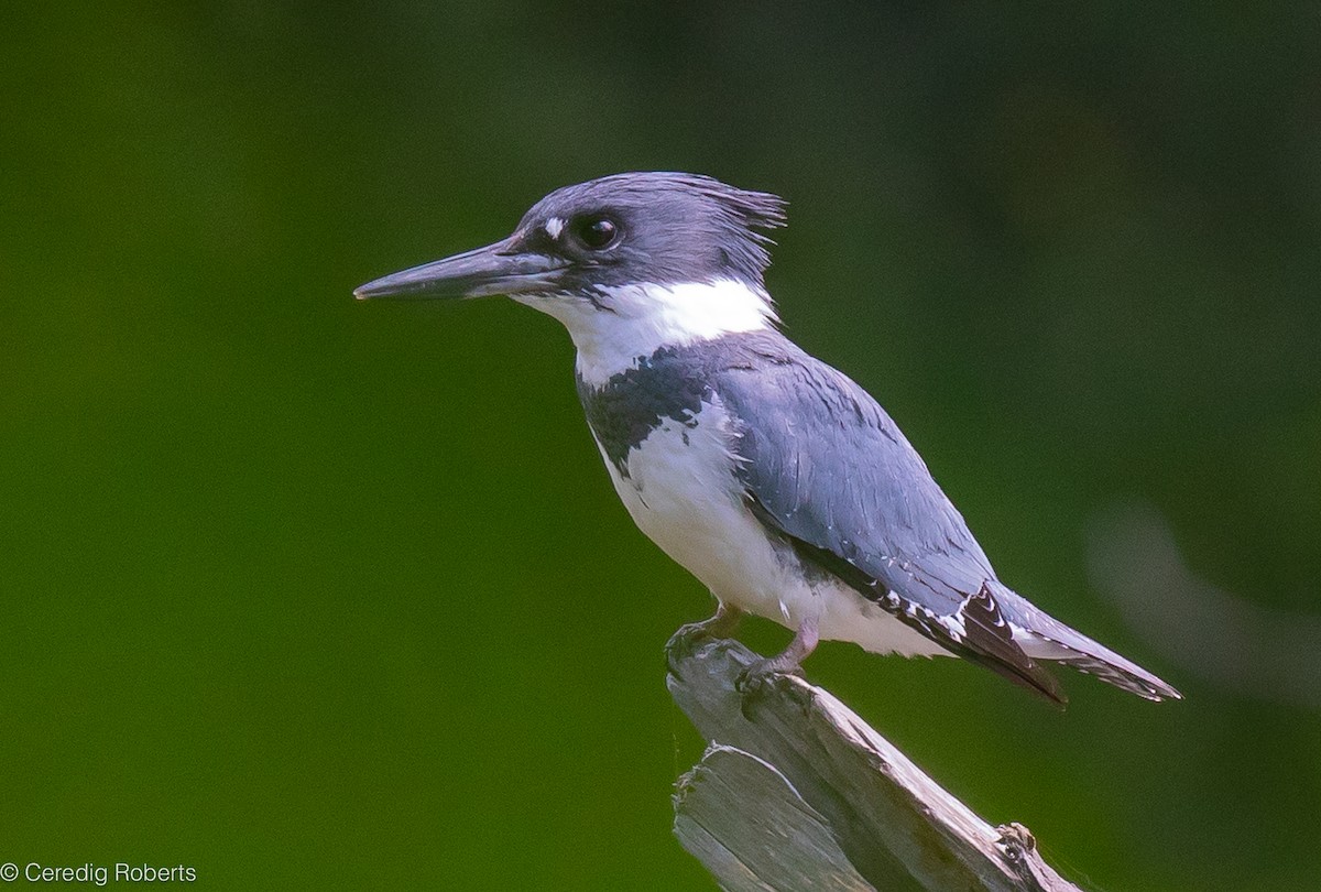 Belted Kingfisher - ML620108893
