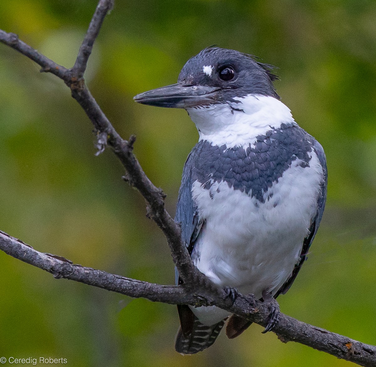 Belted Kingfisher - ML620108895