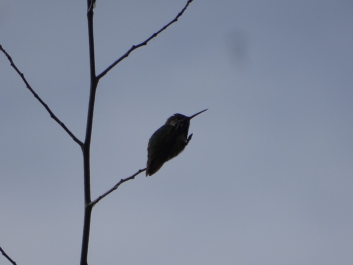Calliope Hummingbird - ML620108909