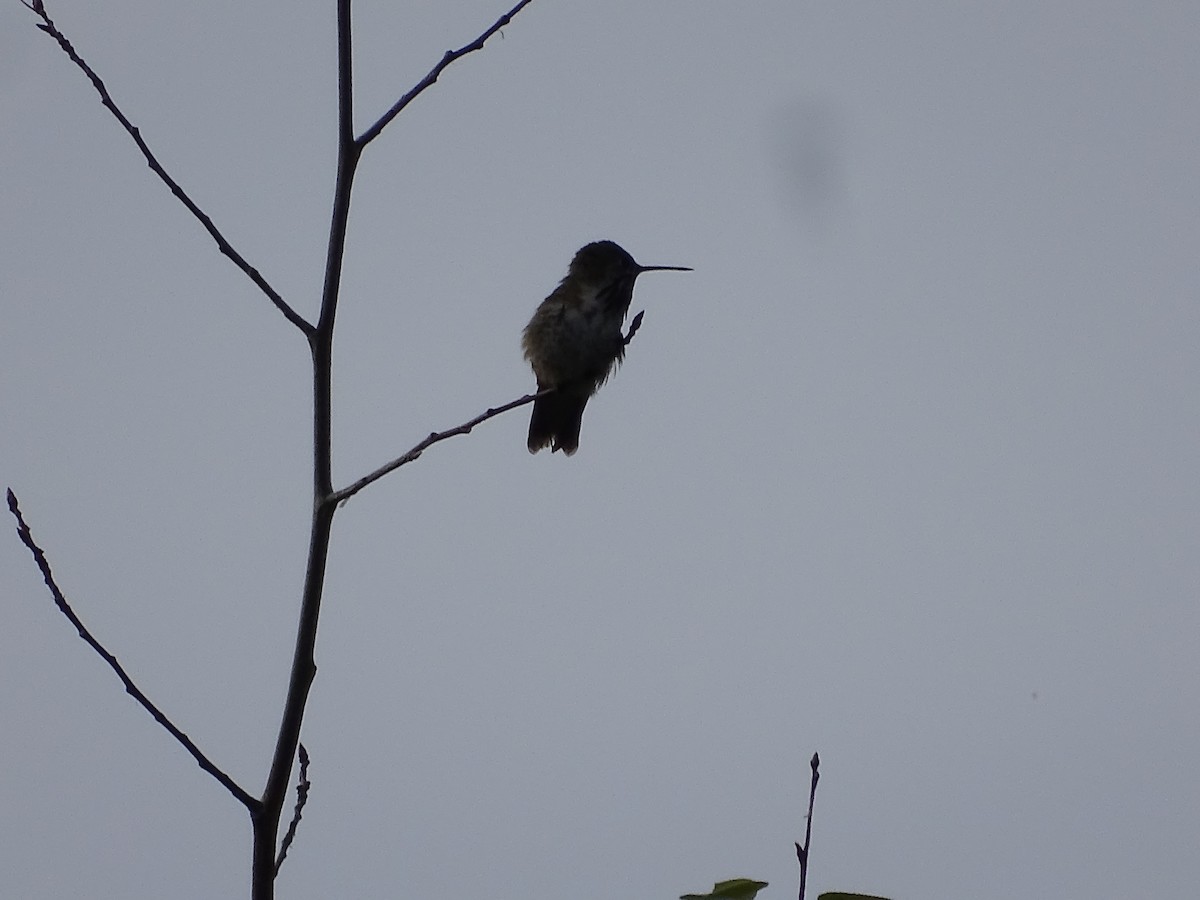 Calliope Hummingbird - ML620108910