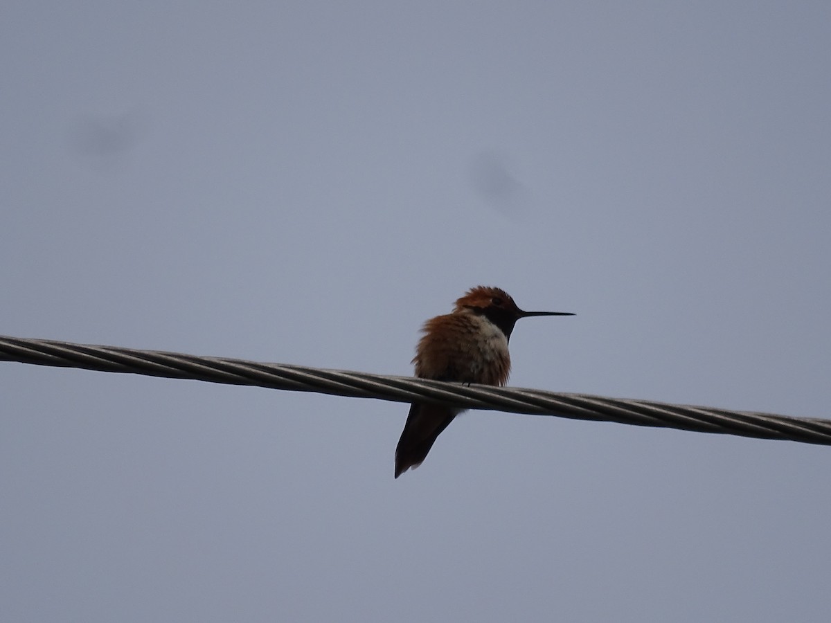 Rufous Hummingbird - ML620108924
