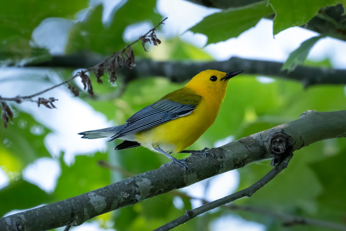 Prothonotary Warbler - ML620108939