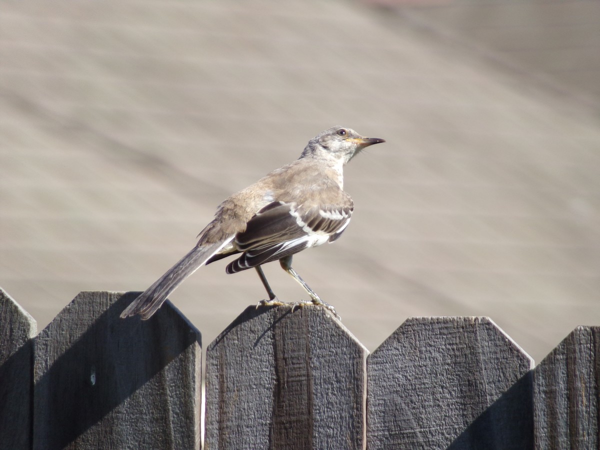 Northern Mockingbird - ML620108952