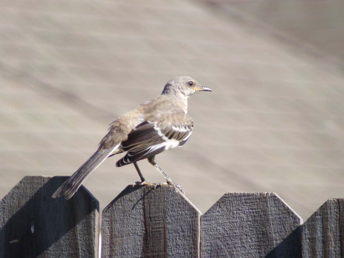 Northern Mockingbird - ML620108953