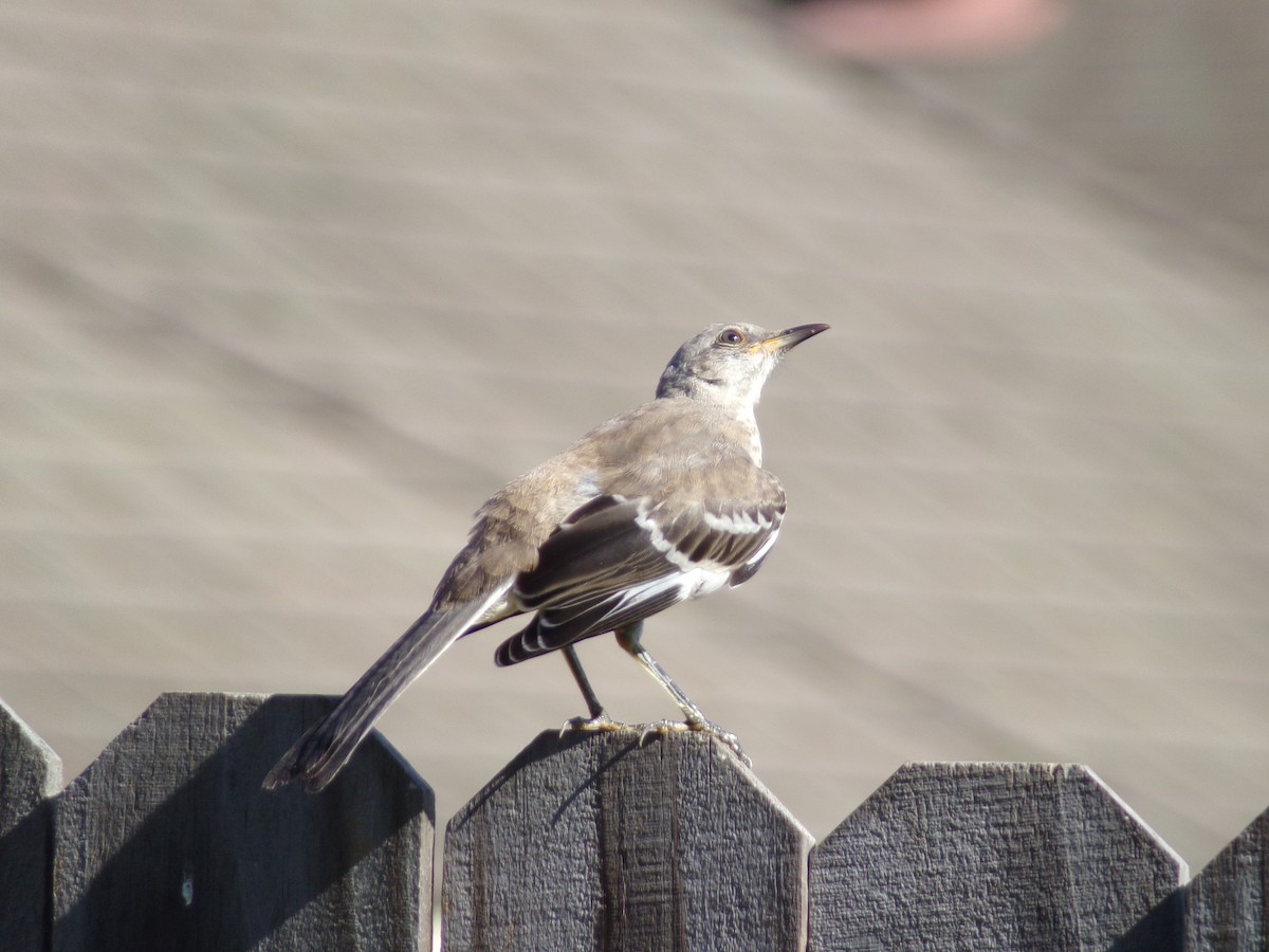 Northern Mockingbird - ML620108954