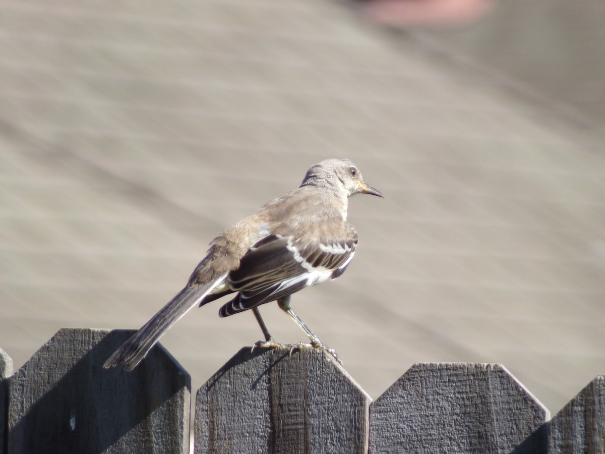 Northern Mockingbird - ML620108955