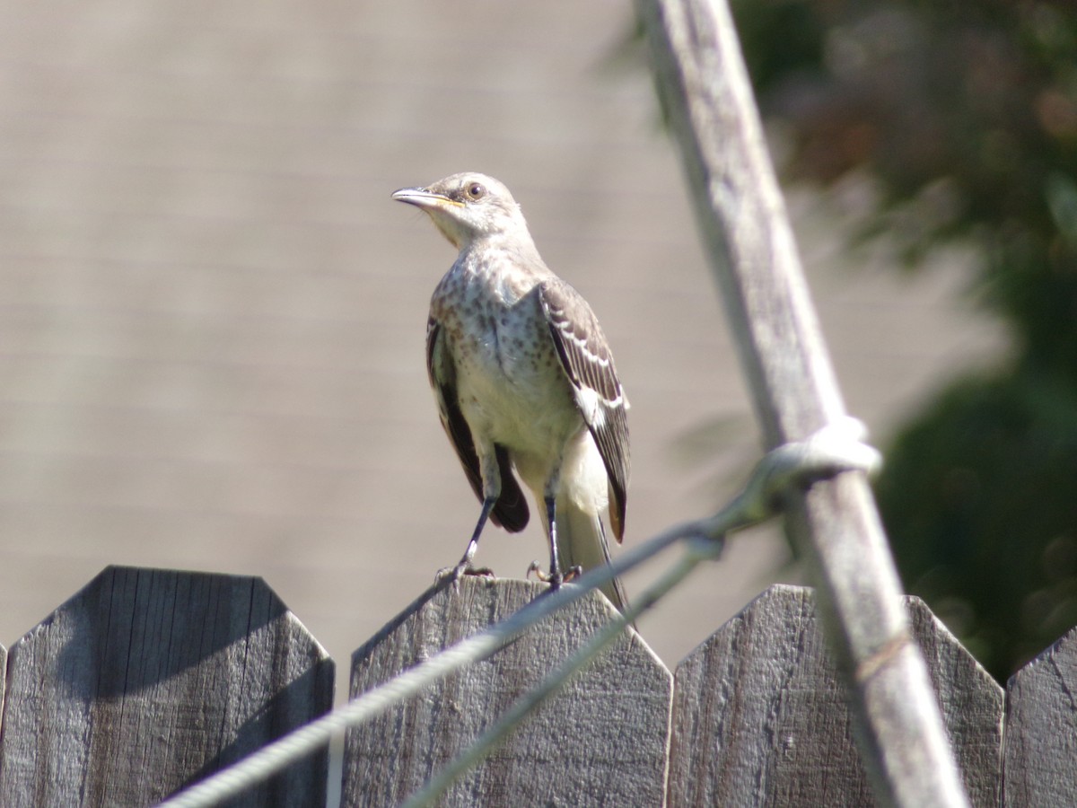 Northern Mockingbird - ML620108956