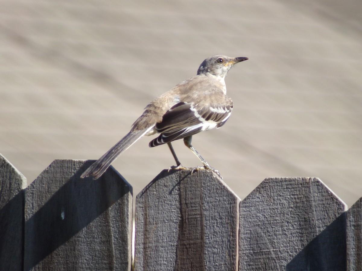 Northern Mockingbird - ML620108957