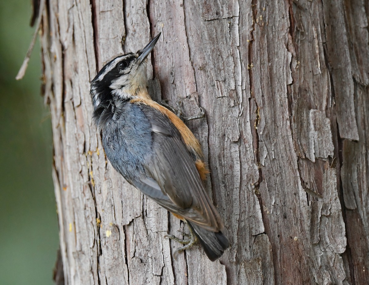 Red-breasted Nuthatch - ML620108960