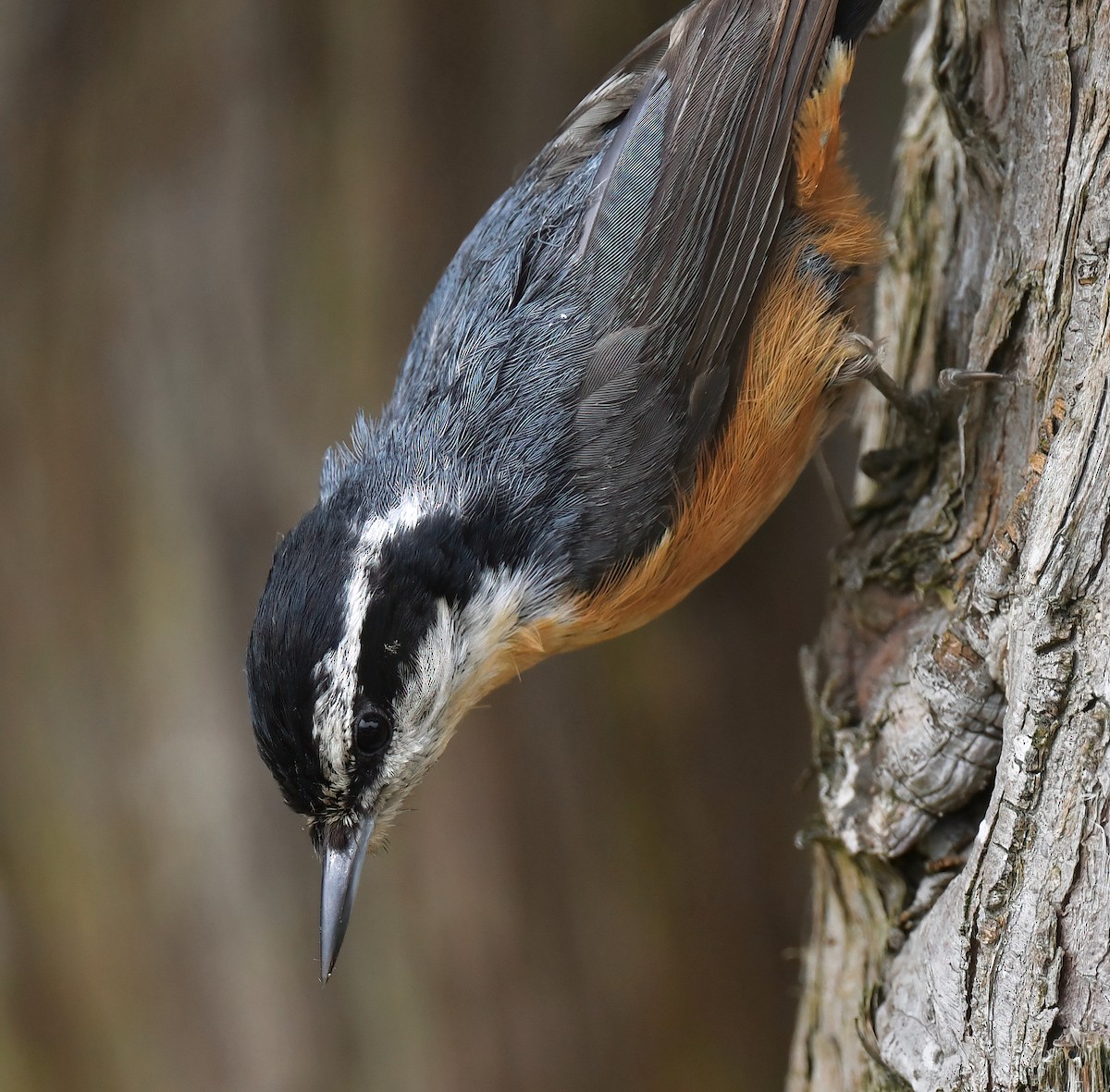 Red-breasted Nuthatch - ML620108961