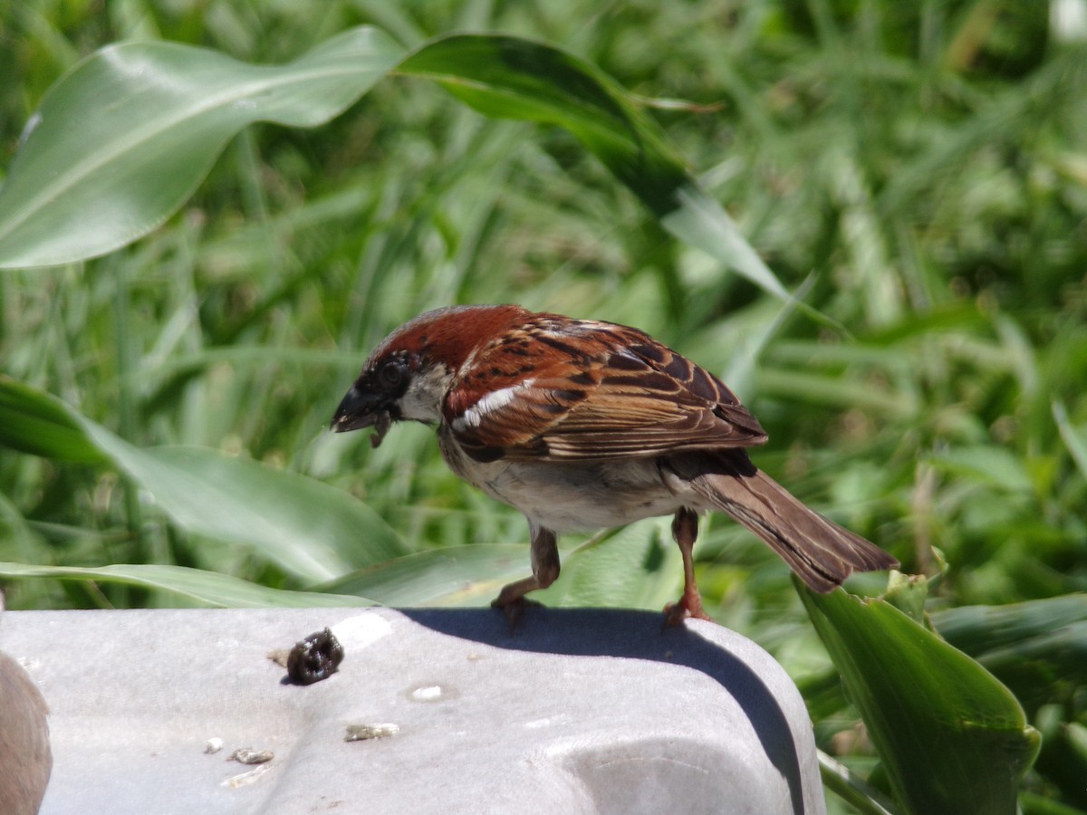 House Sparrow - ML620108970