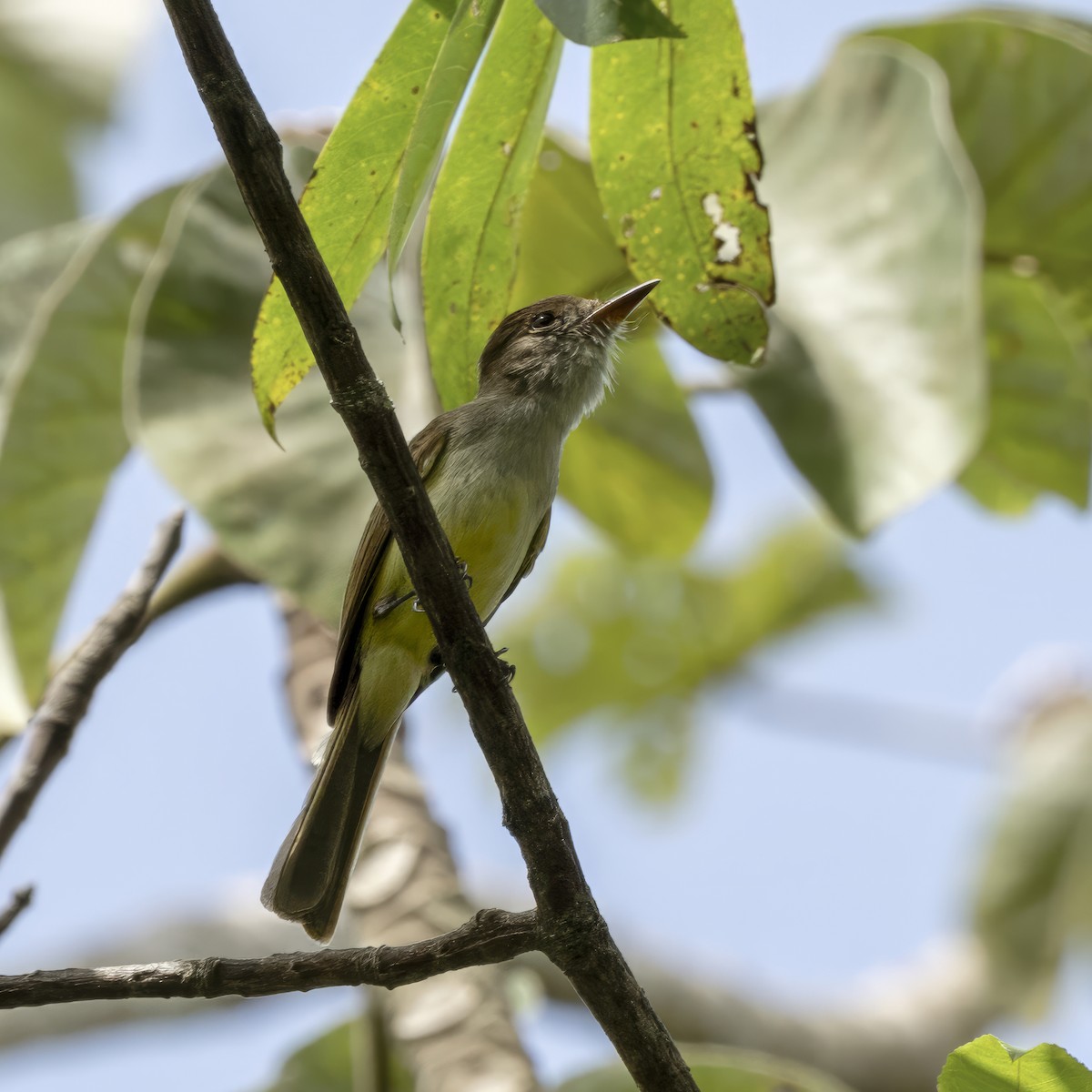 Yucatan Flycatcher - ML620108973