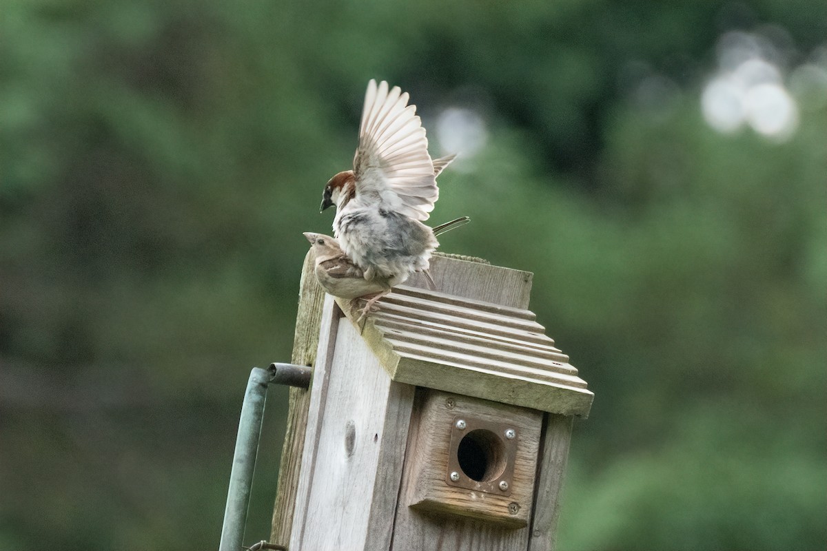 House Sparrow - ML620108978