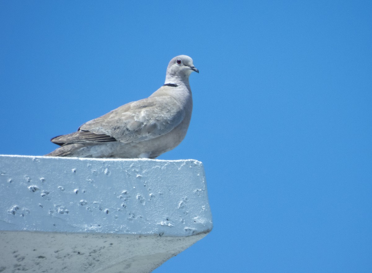 Eurasian Collared-Dove - ML620108985