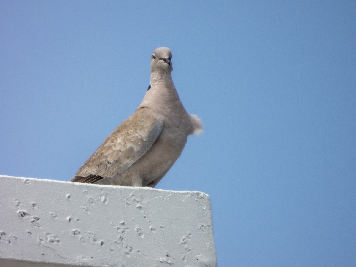 Eurasian Collared-Dove - ML620108989