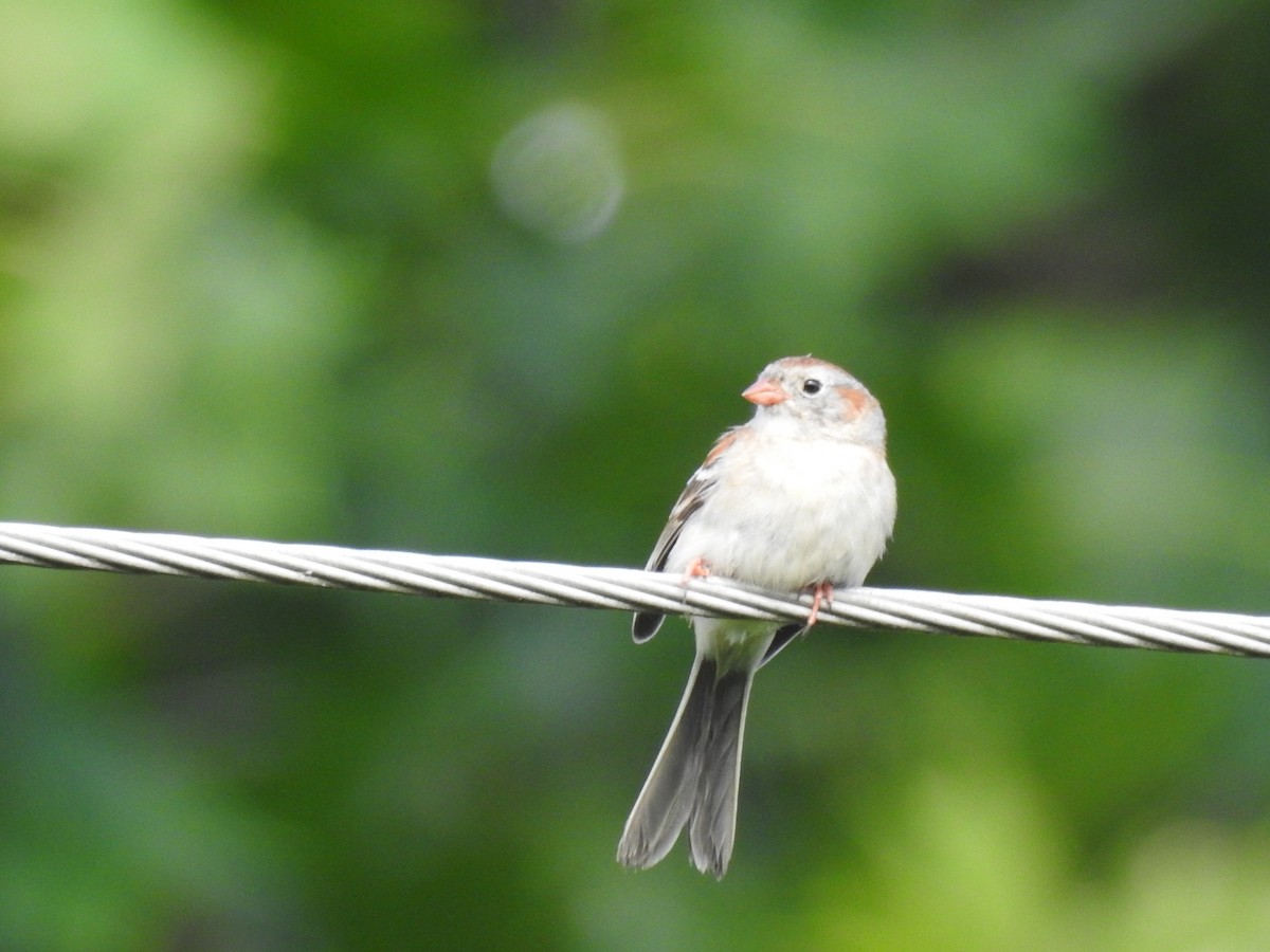 Field Sparrow - ML620109015