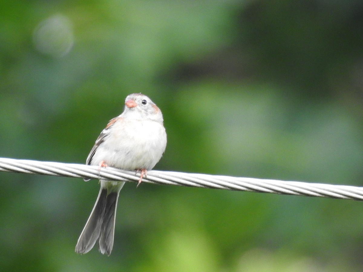 Field Sparrow - ML620109016
