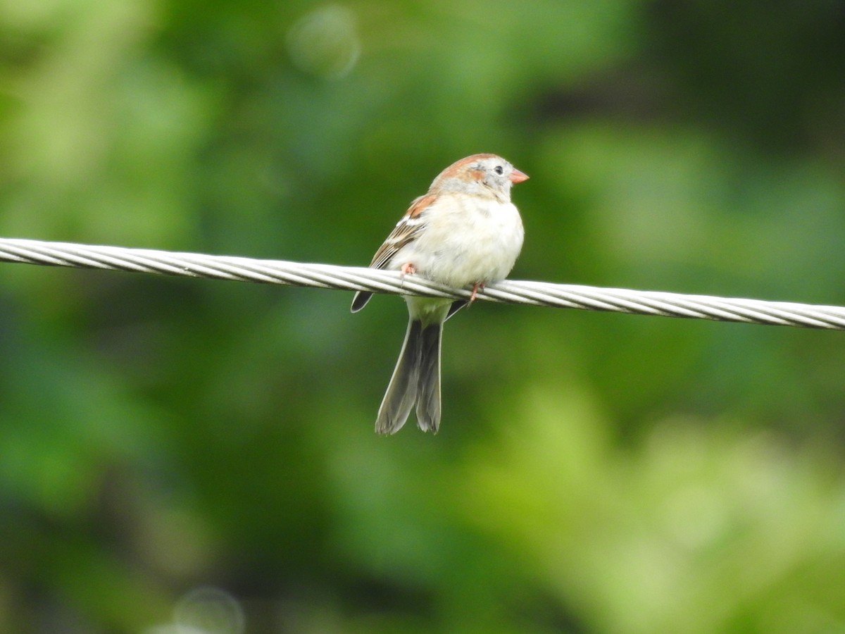 Field Sparrow - ML620109017