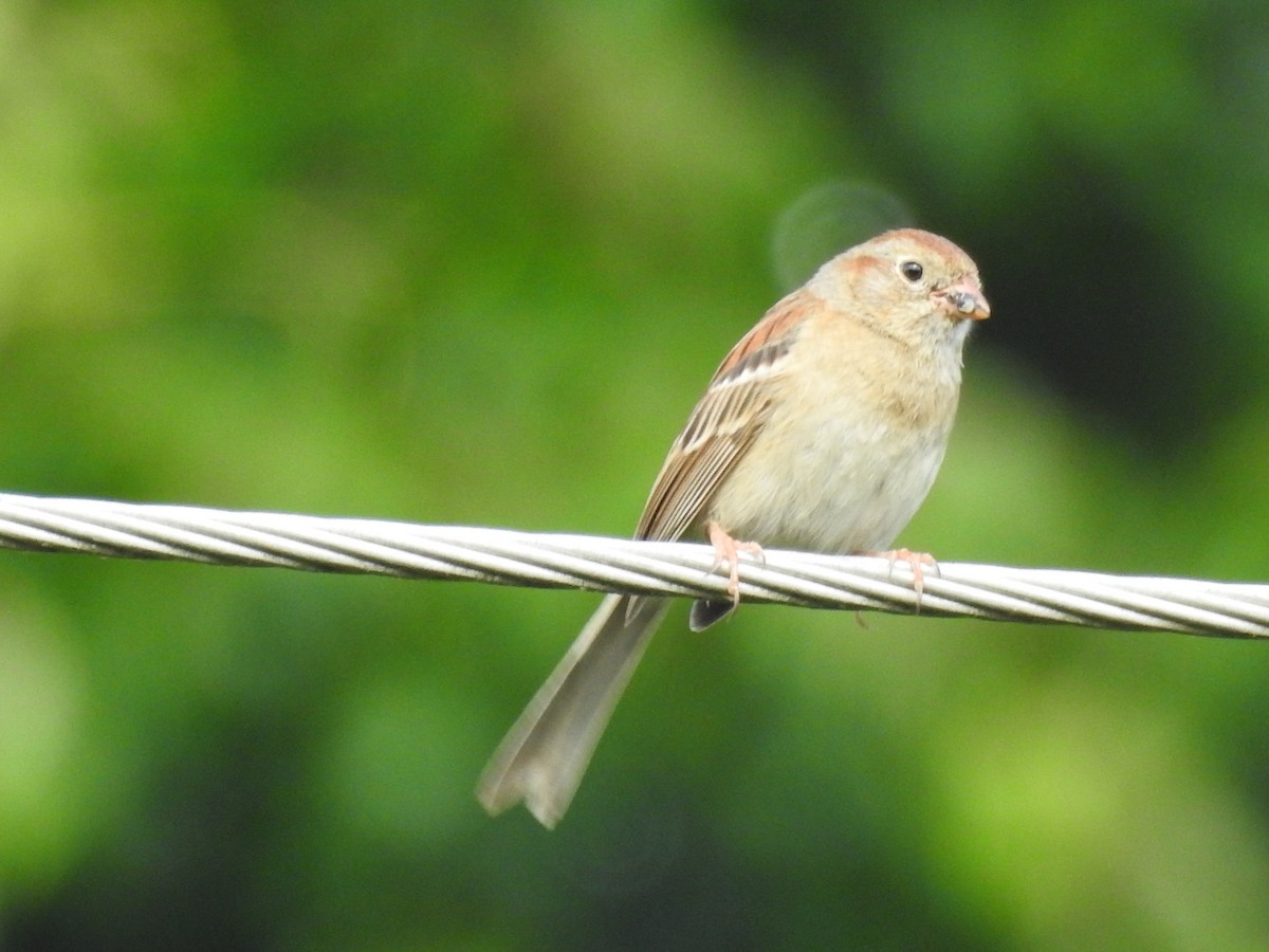 Field Sparrow - ML620109018