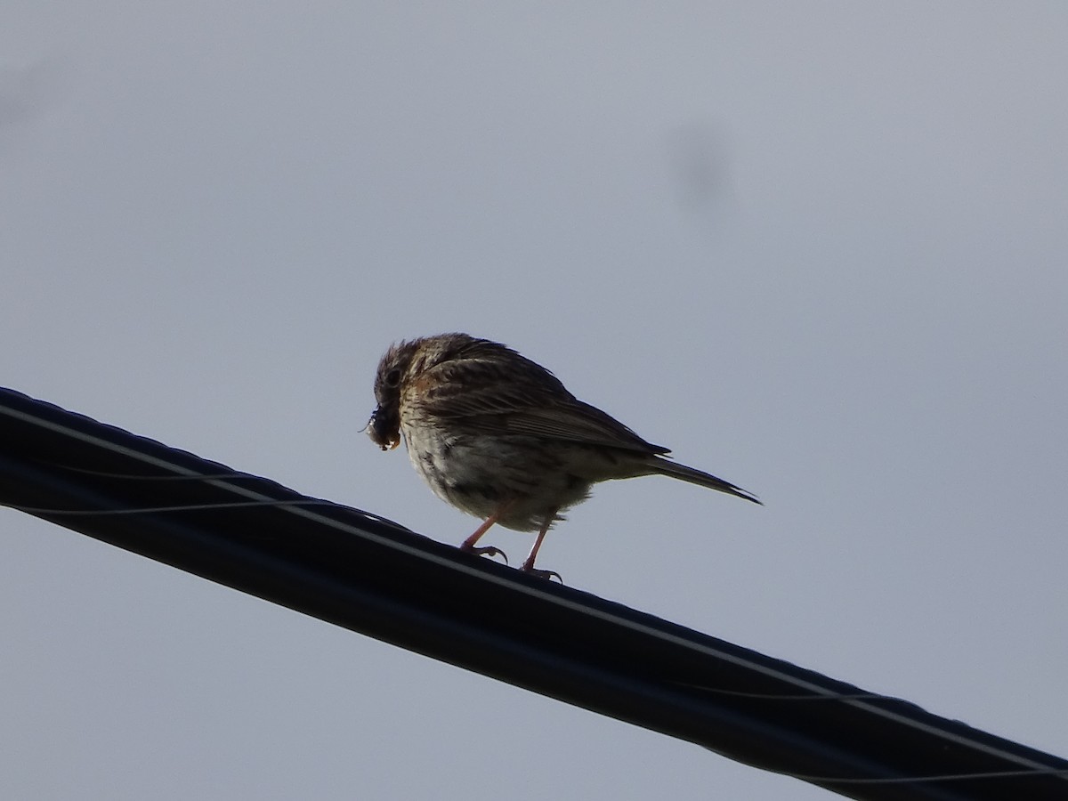 Savannah Sparrow - ML620109029