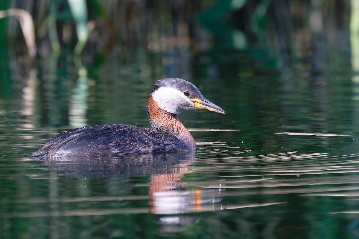 Red-necked Grebe - ML620109033