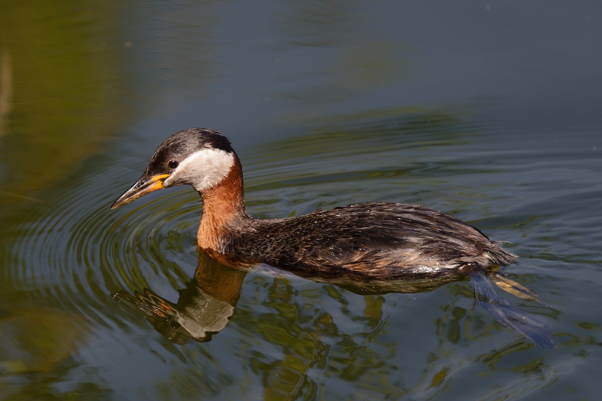 Red-necked Grebe - ML620109034