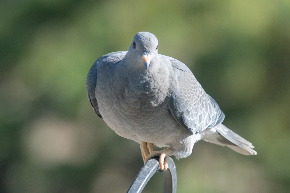 Band-tailed Pigeon - ML620109049