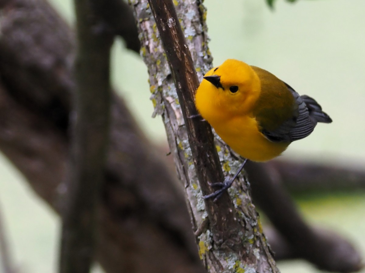 Prothonotary Warbler - ML620109057