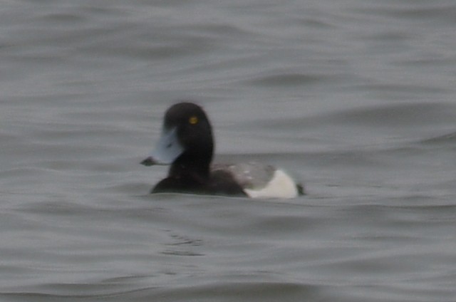 Greater Scaup - ML620109058
