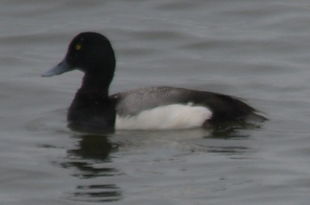 Greater Scaup - ML620109059