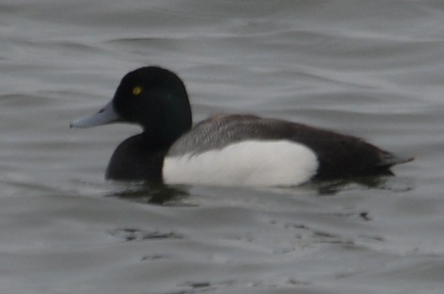 Greater Scaup - ML620109060