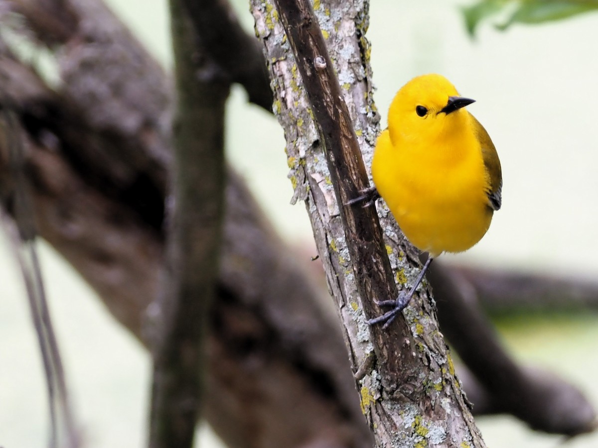 Prothonotary Warbler - ML620109062