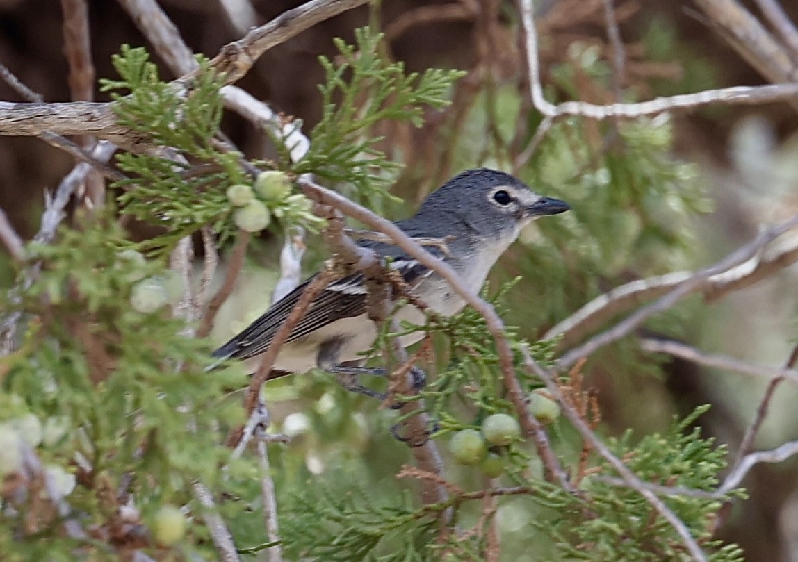 Plumbeous Vireo - ML620109111