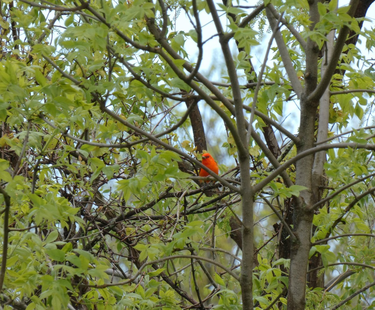 Scarlet Tanager - ML620109116