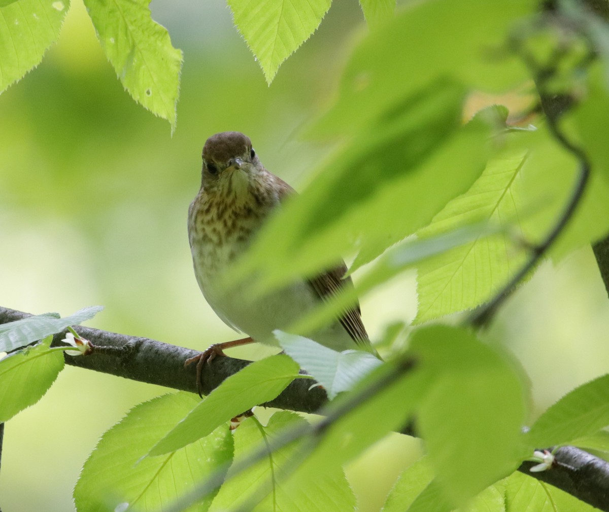 Gray-cheeked/Bicknell's Thrush - ML620109118