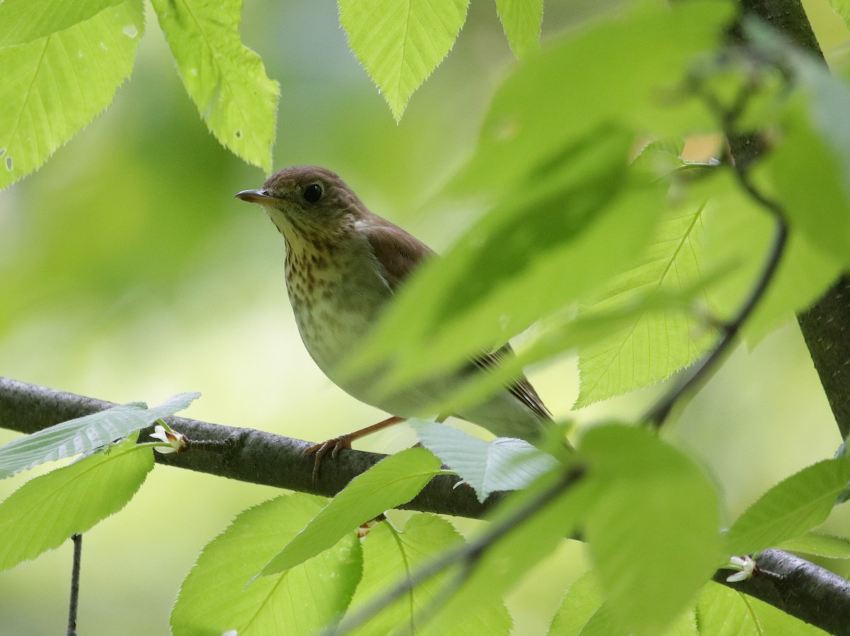 Gray-cheeked/Bicknell's Thrush - ML620109119