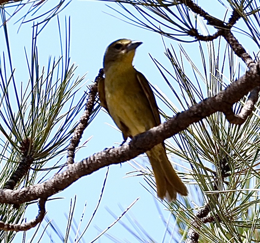 Hepatic Tanager - ML620109123