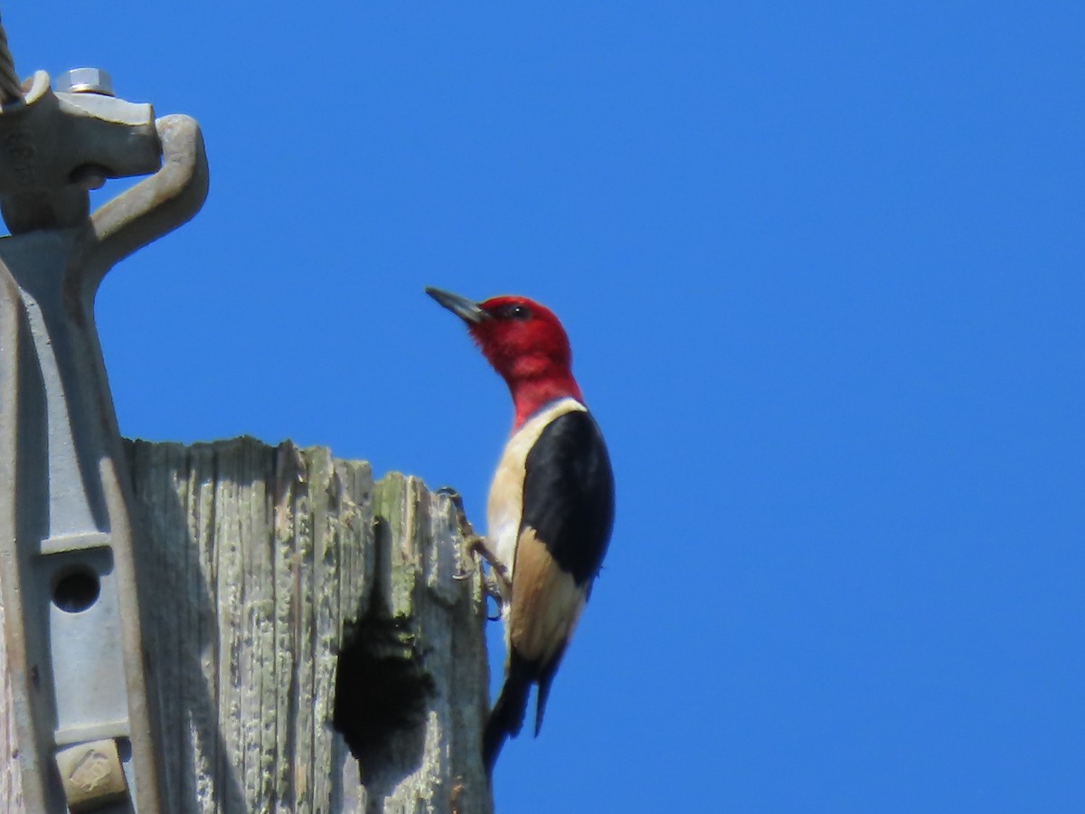 Red-headed Woodpecker - ML620109125