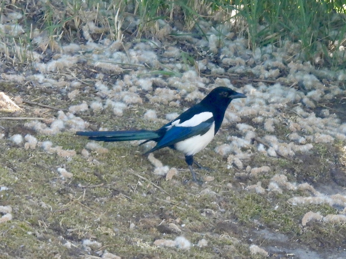 Eurasian Magpie - ML620109126