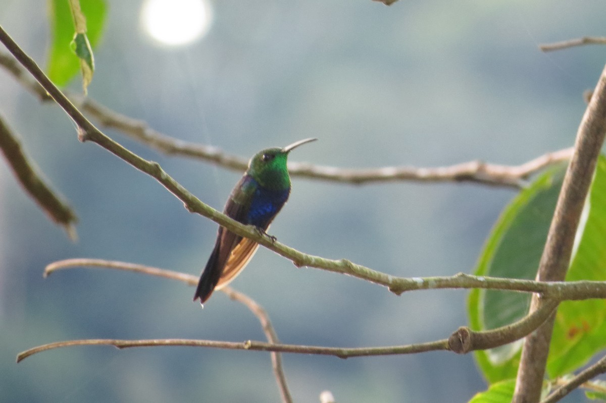 kolibřík nymfový - ML620109141