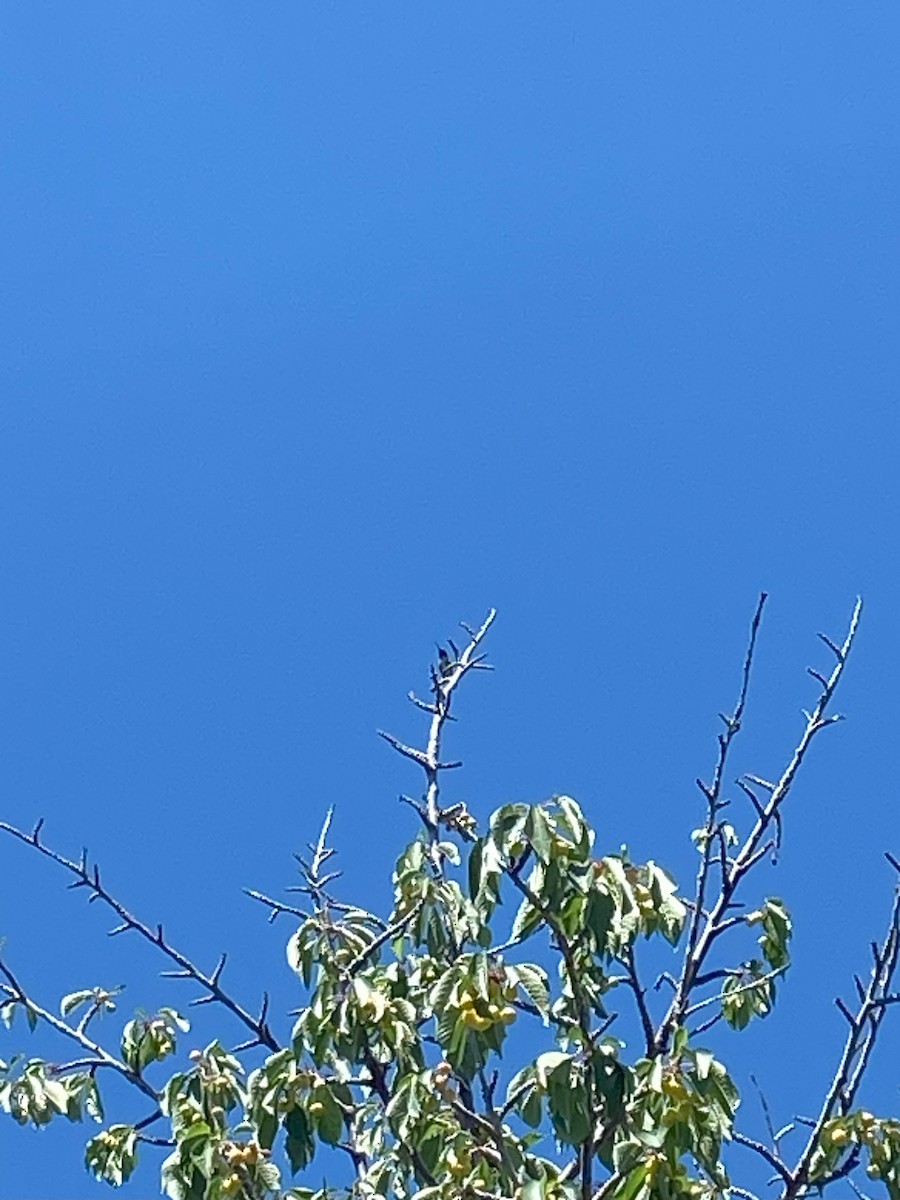 Kara Boğazlı Kolibri - ML620109147