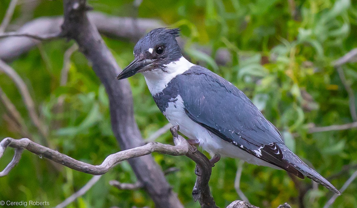 Belted Kingfisher - ML620109150