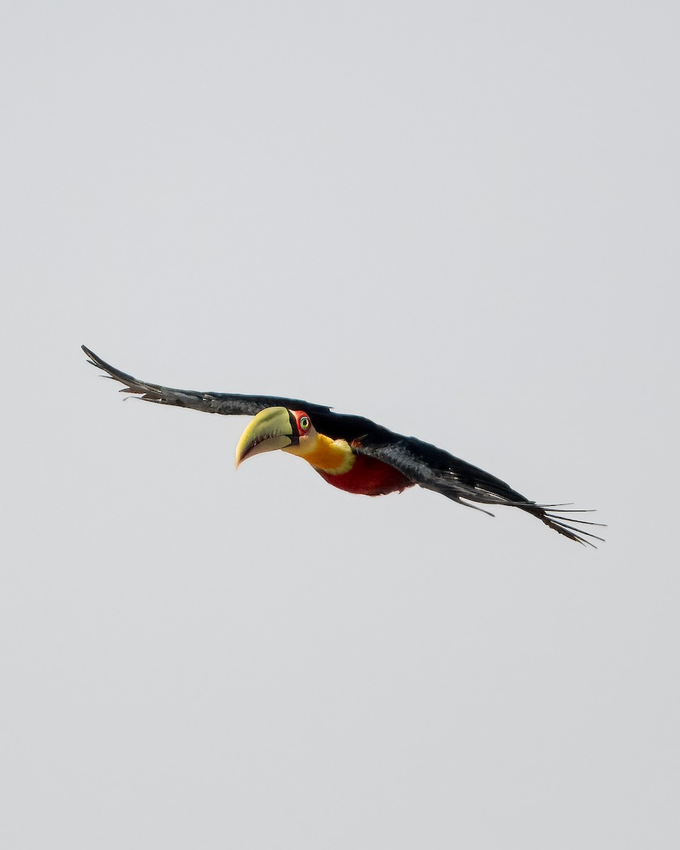 Toucan à ventre rouge - ML620109152